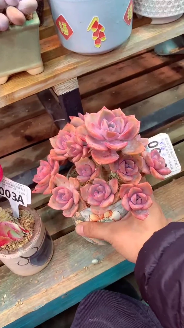 004A（一物一拍实付满28发货，默认不带盆土）