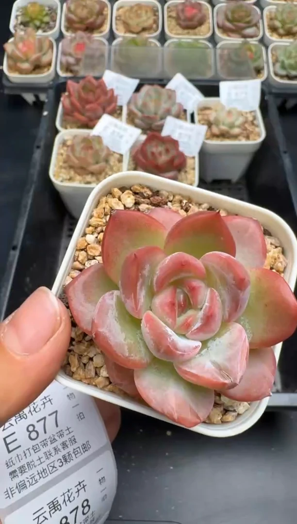 876E云禹多肉植物 带盆土纸巾打包 当天拍3颗包邮