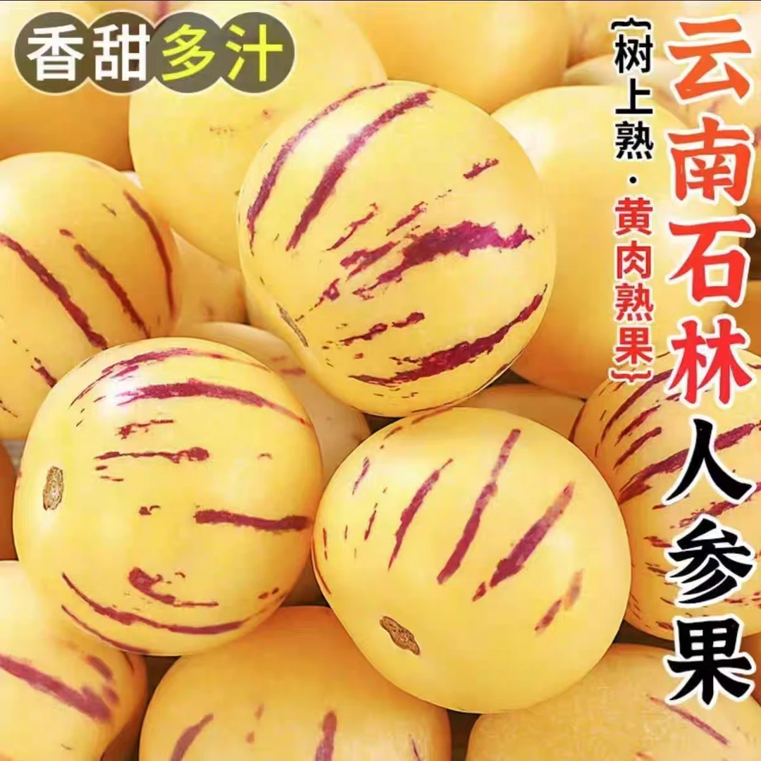 产地直发云南人参果黄肉圆果树上自然成熟清甜多汁维c新鲜水果