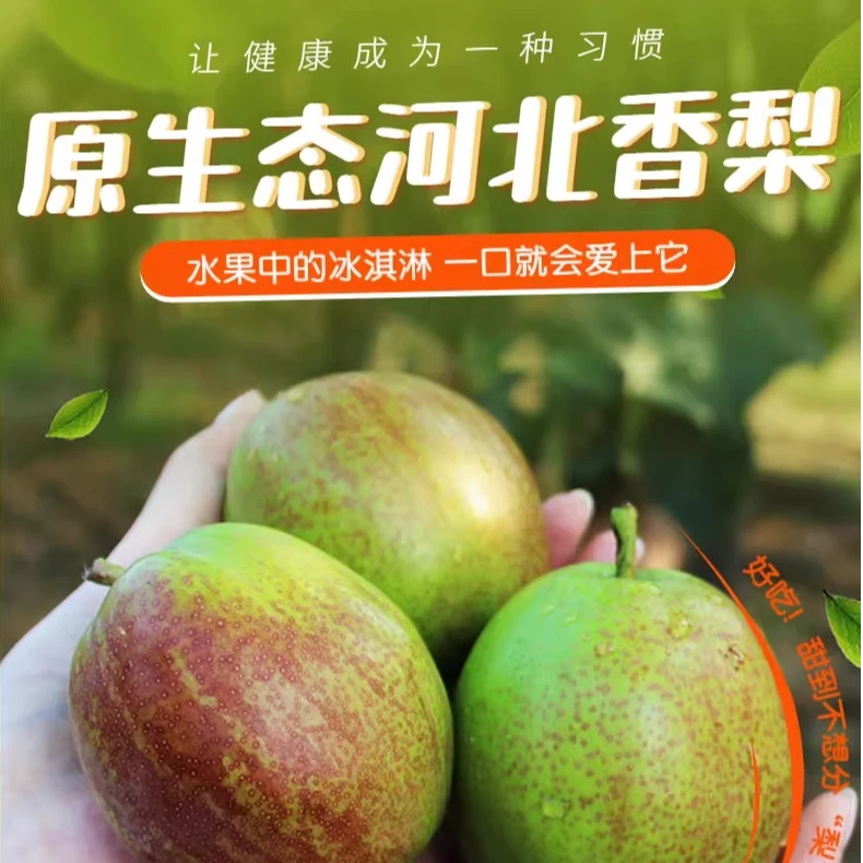 原生态河北阳光梨新鲜当季水果皮薄多汁酥脆甜产地现摘现发