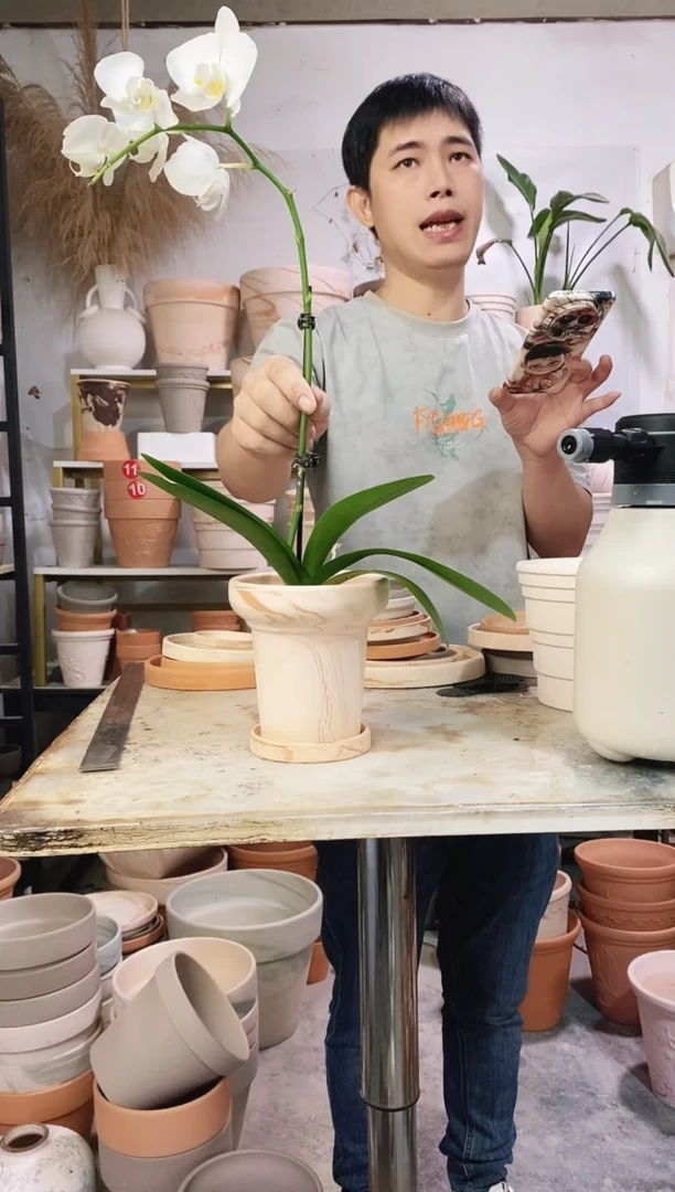 13*13玛奇朵蘑菇 1盆1托