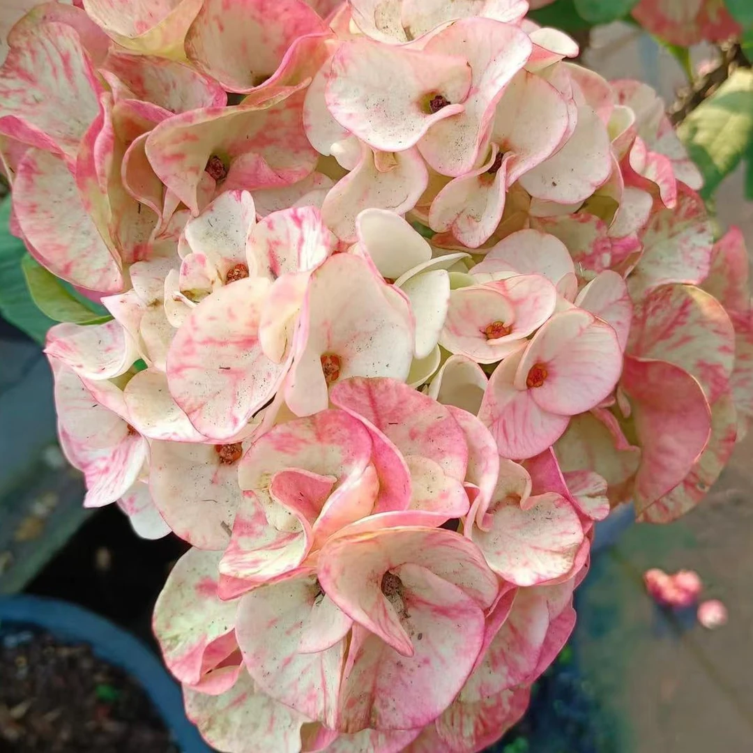 一物一拍【美花大戟泰系虎刺梅 铁海棠】美花大戟