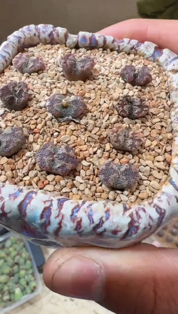 244多肉植物肉锥超蝶一颗
