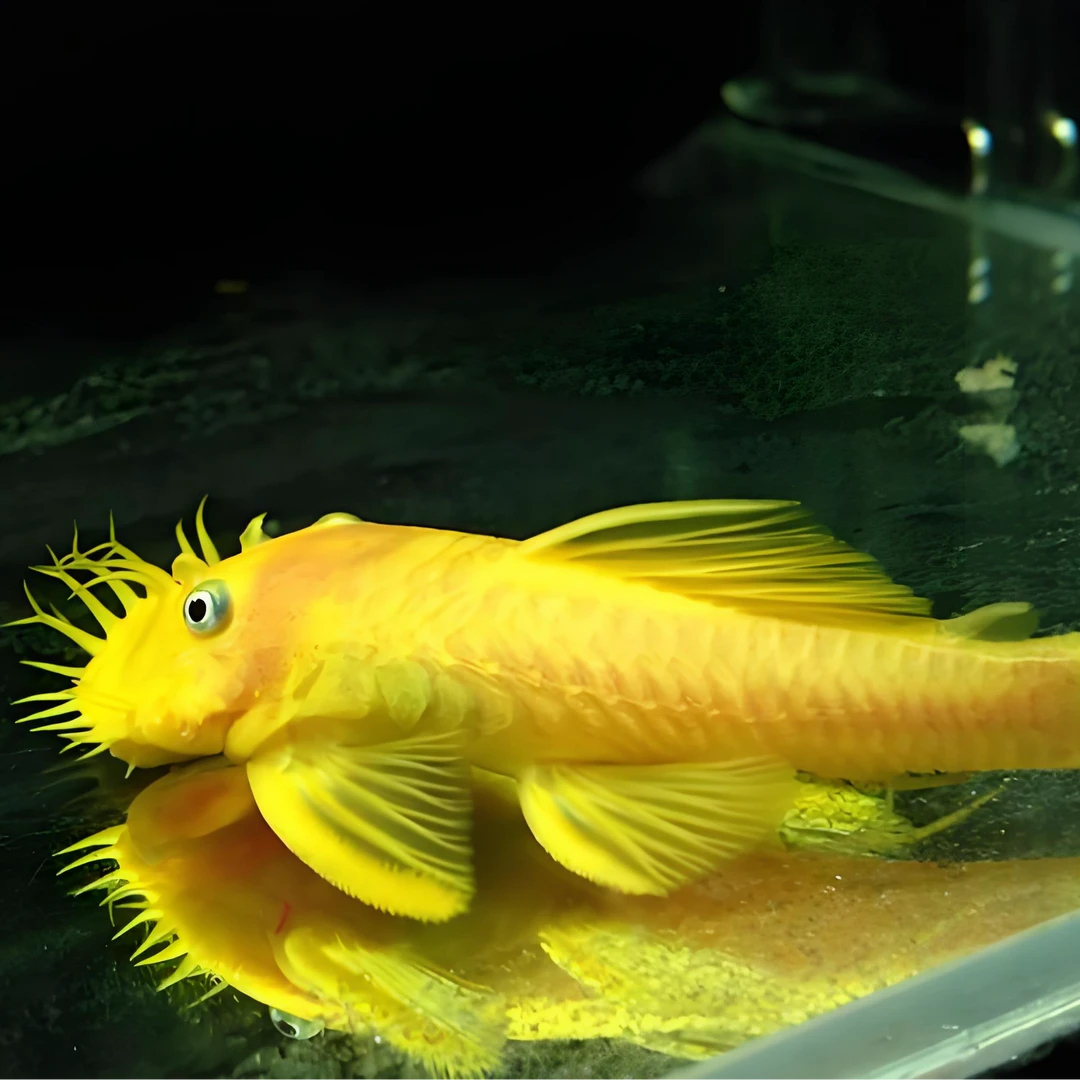 黄金胡子鱼观赏鱼新款苗热带鱼淡水清道夫工具鱼