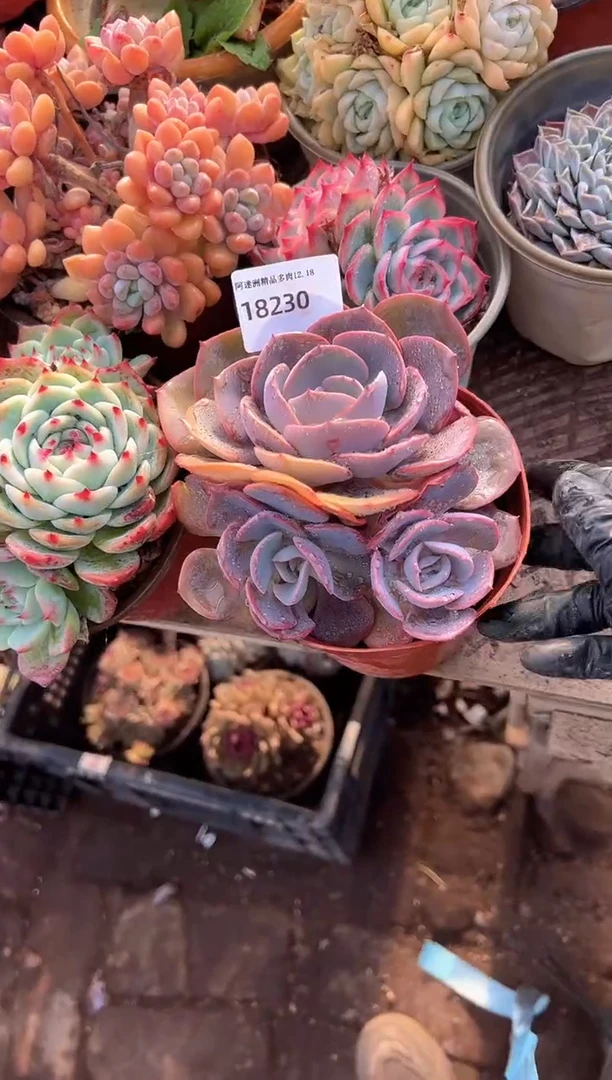 柳*多肉植物一物一拍18230