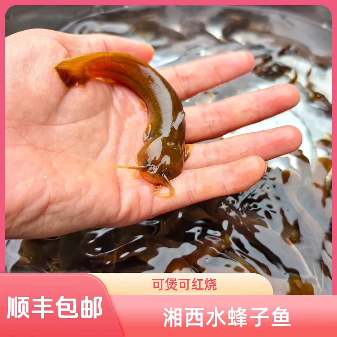 溪流水蜂子鱼 射疯子鱼 石蜂子鱼可煲汤红烧