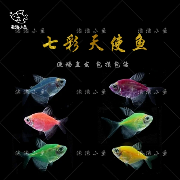 群游天使鱼小型淡水热带观赏鱼好养耐活