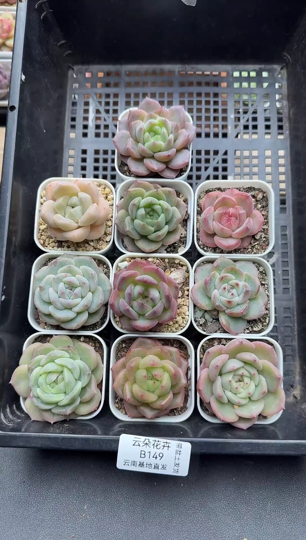 阿珍妮杂交多肉B149