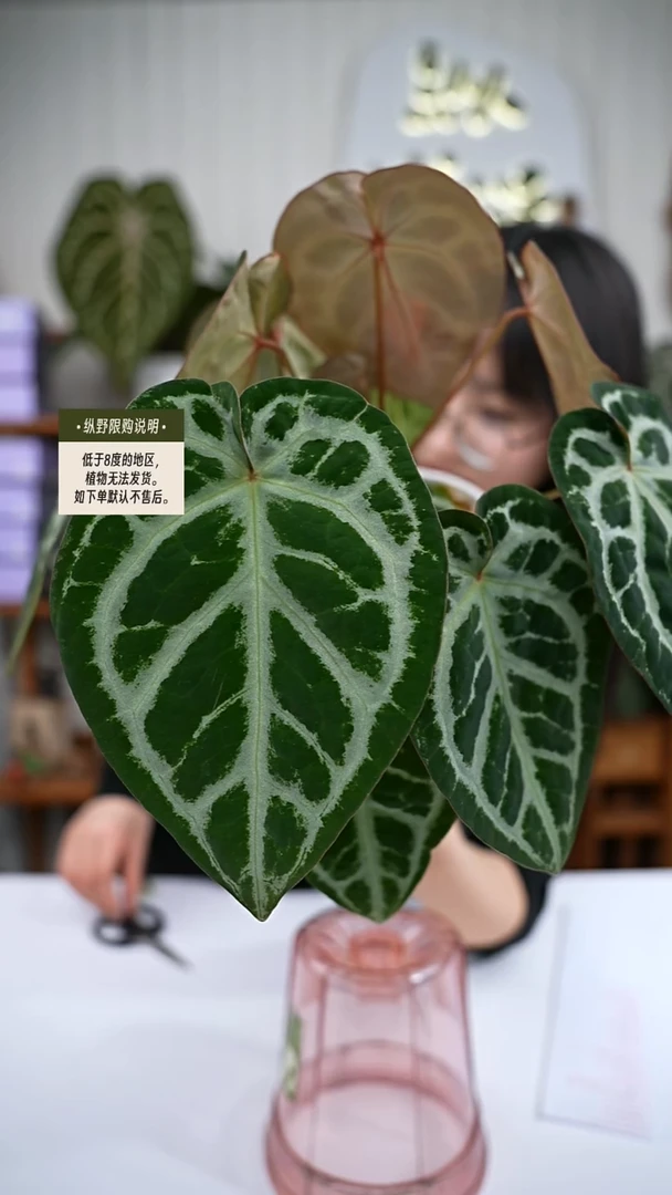 完全开放Y71女团杂