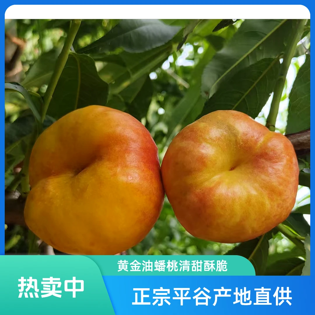 正宗平谷，黄金油蟠桃，清甜酥脆，软糯香甜，现采现发，顺丰包邮，北京市北京市