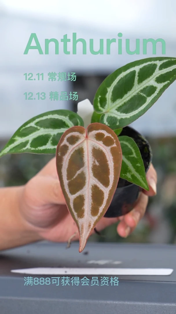 完全开放水晶玫瑰花烛