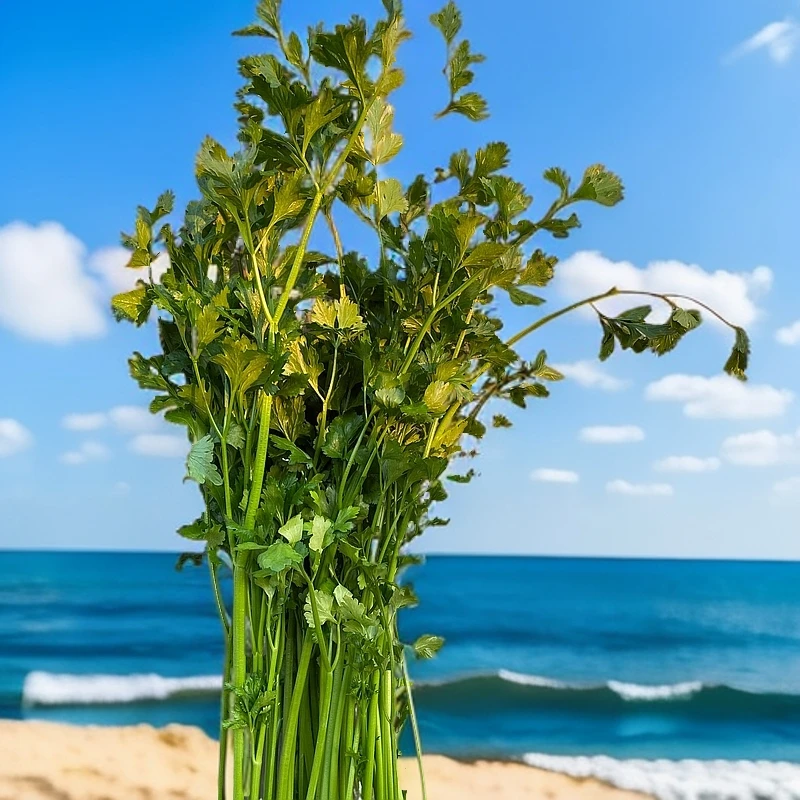 泰安特产，宁阳脆芹