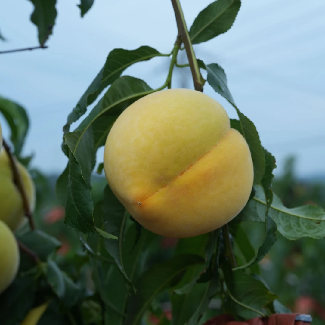 枣阳新鲜现采头茬黄桃鲜果多汁应季水果孕妇老人的健康之选