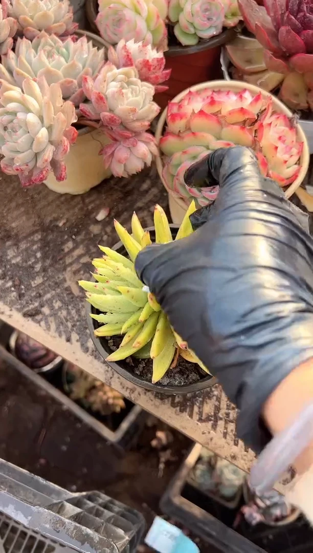 A****e多肉植物一物一拍27384