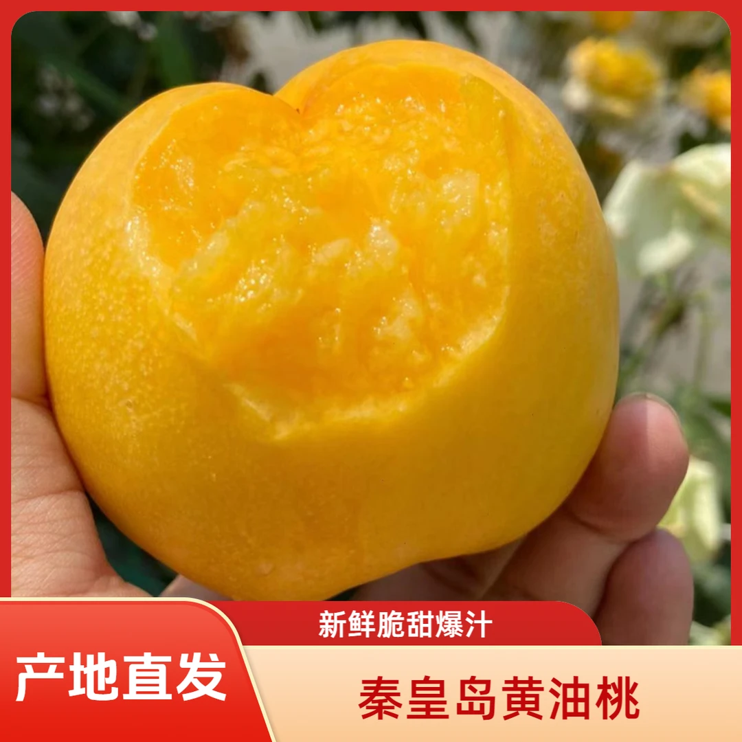 秦皇岛农家黄桃黄油桃新鲜脆甜大杏梅桃子细嫩净重5斤孕妇水果