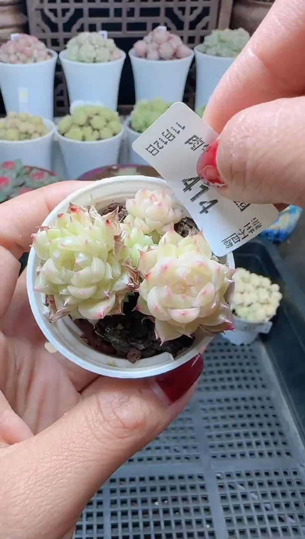 1112-414（群生不包整）