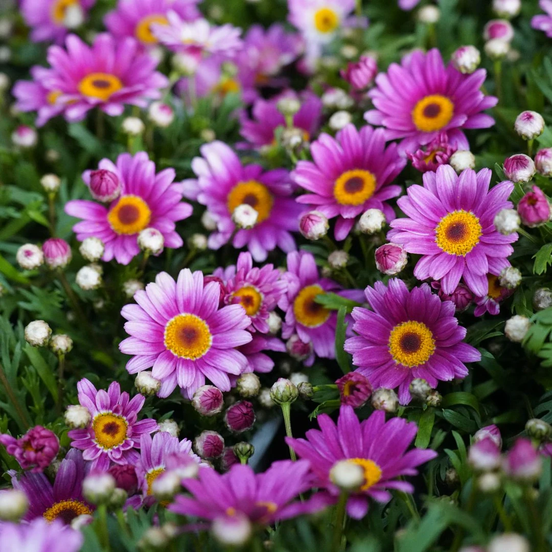 玛格丽特 可爱粉大眼睛盆栽花园阳台多季开花生长花园爆花草本