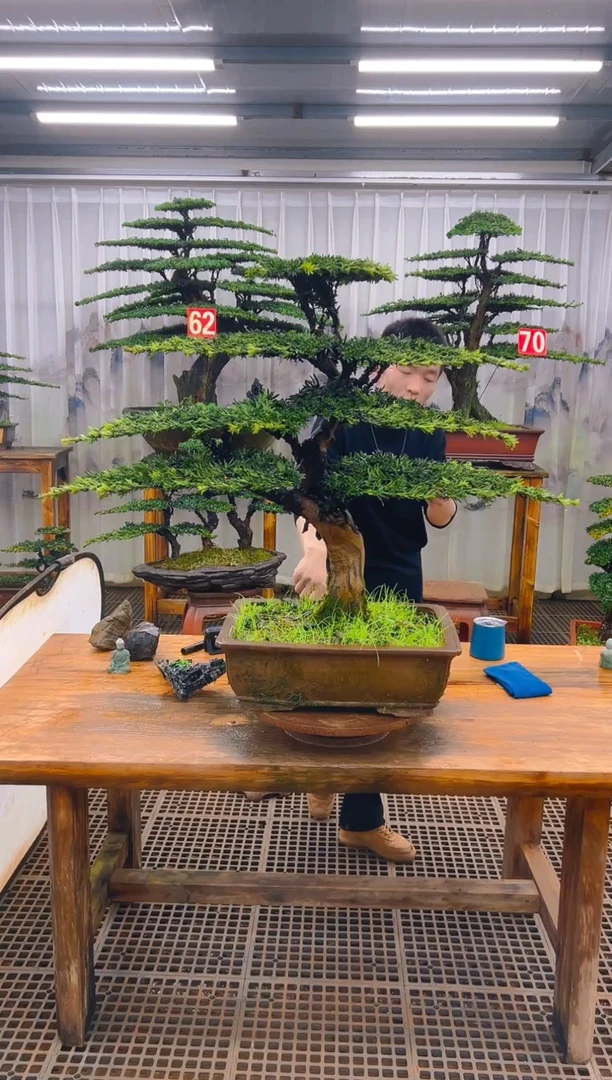 无花朵藏****匪精品盆景直播间一物一拍