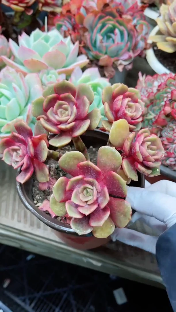 【闪购商品】21006