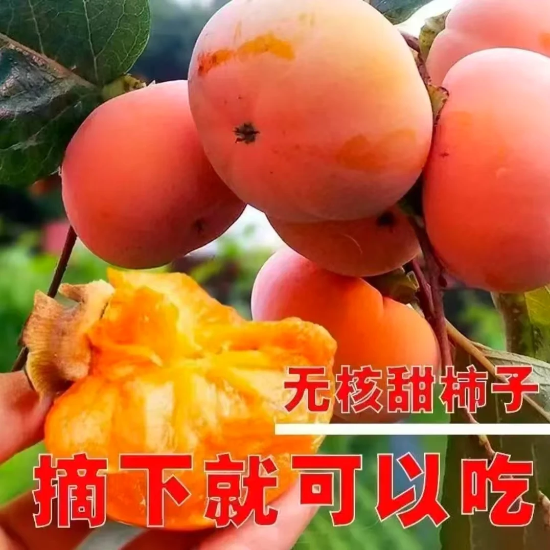【脆甜柿子树】阳丰甜柿树苗盆栽地栽南北方四季种植