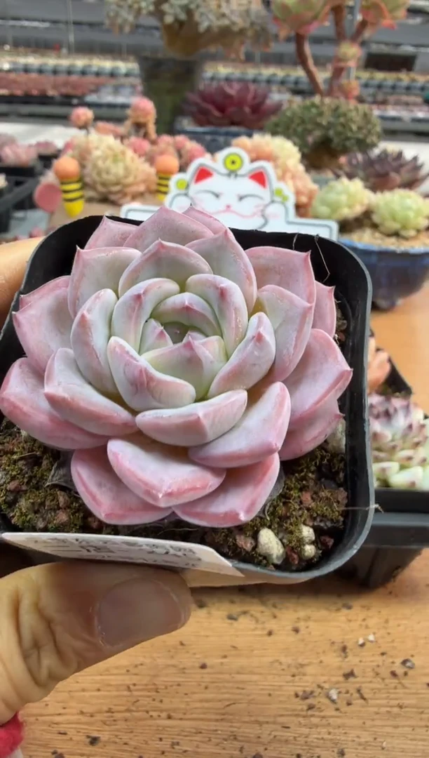 东云多肉园二店-245