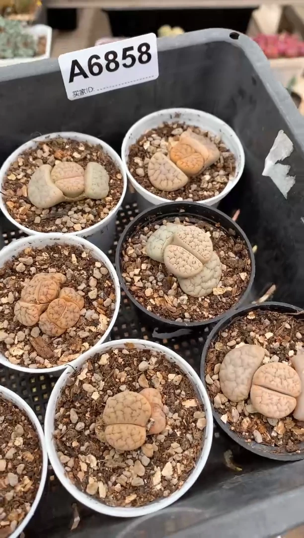 【闪购商品】6858直播一物一拍