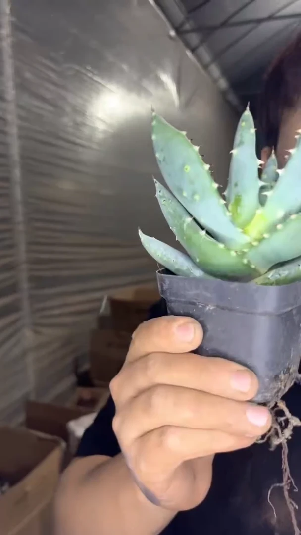 3颗 元宝芦荟【带根】