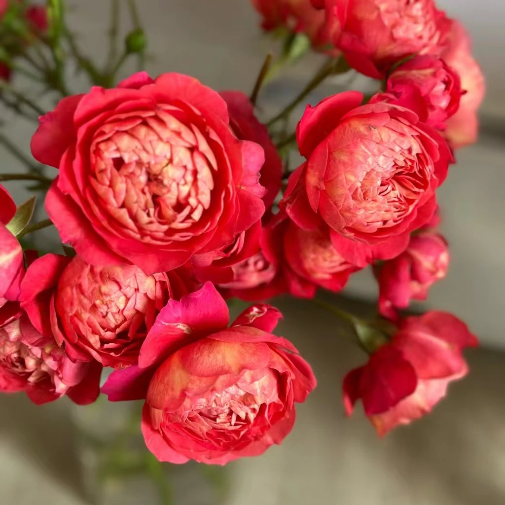 【3颗包邮】果汁美人月季花苗盆栽复花快抗病好耐晒耐寒多季节开花