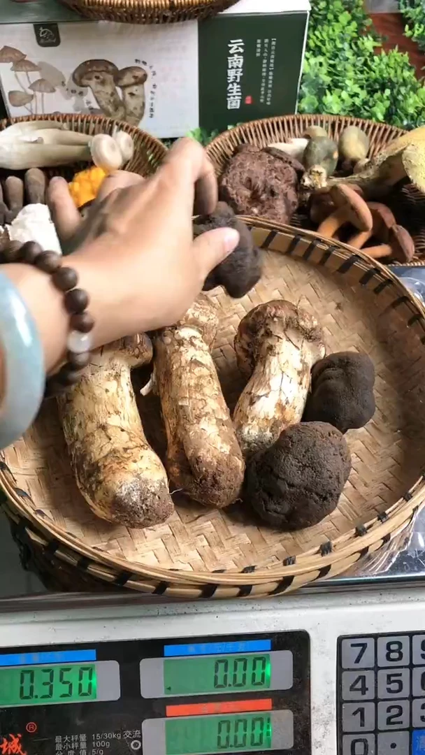 松茸松露中国大陆松茸松露组合