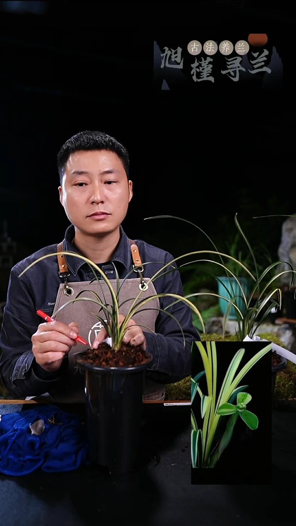 当前无花栽培后可以开花草**哥宋梅缟艺（3苗草）内部价