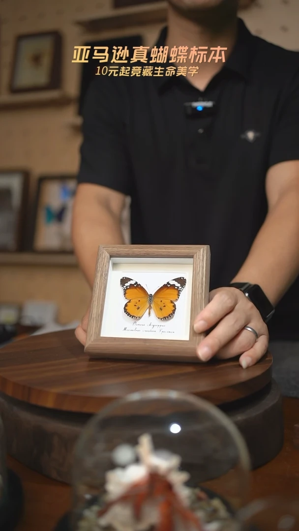 金斑蝶4寸木纹方框