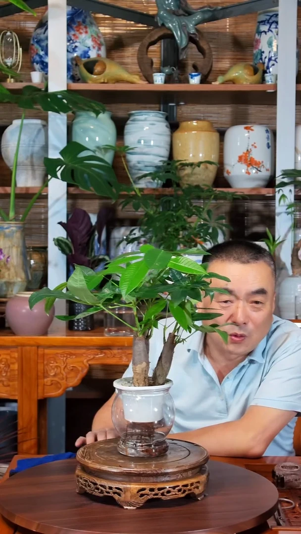 无花朵用****0水之韵水培发财树