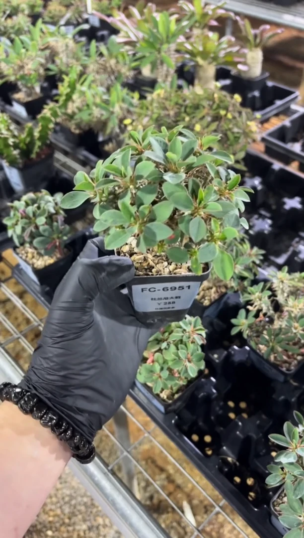 杜兰尼大戟FC-6951