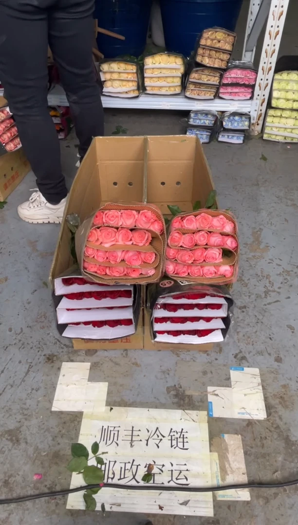 高原红20枝+戴安娜20枝