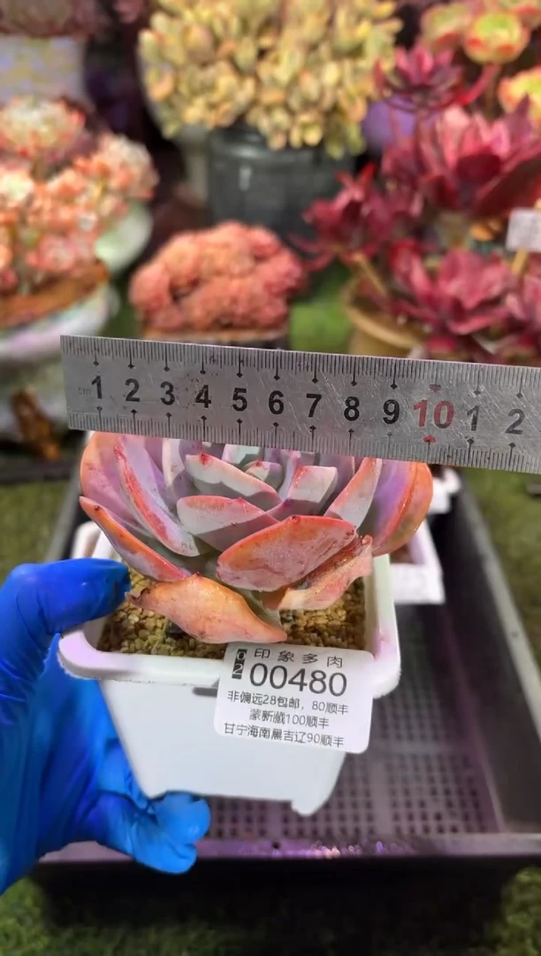 【闪购商品】00480