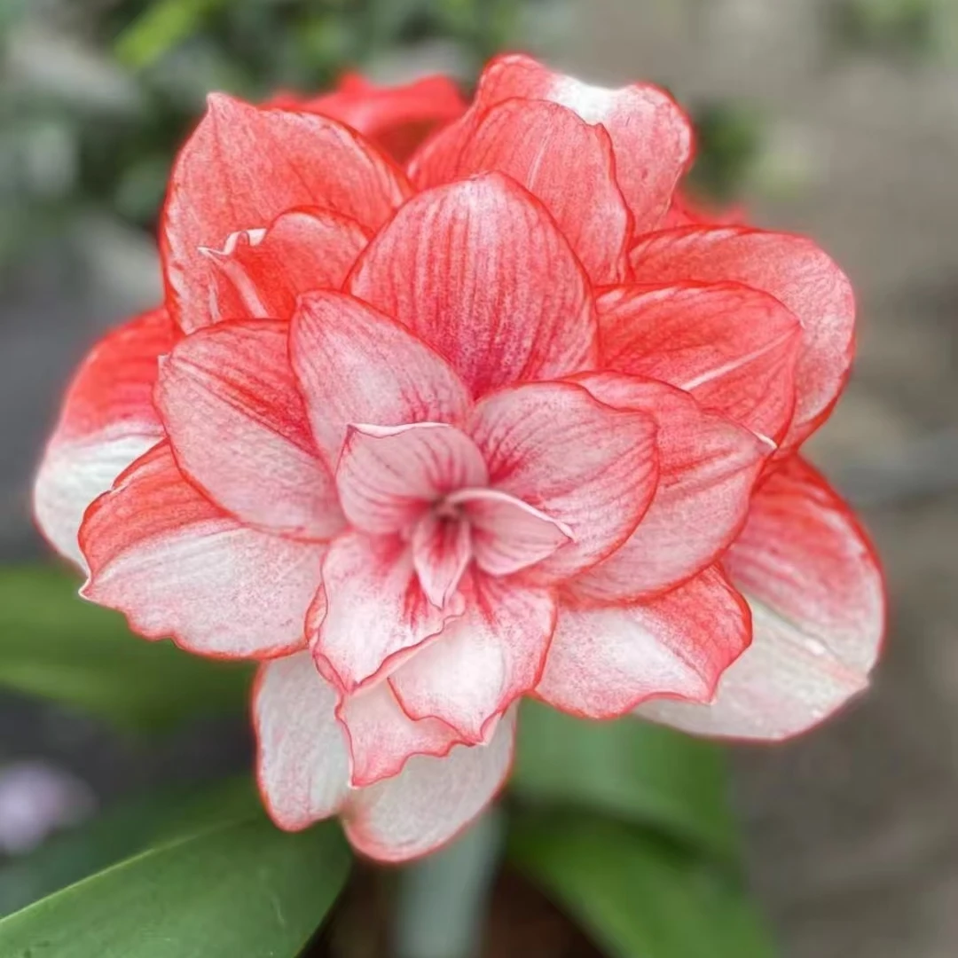 艾尚美《暖羊羊》朱顶红种球花卉花卉盆栽抖音平台自然球阮迪慧大大