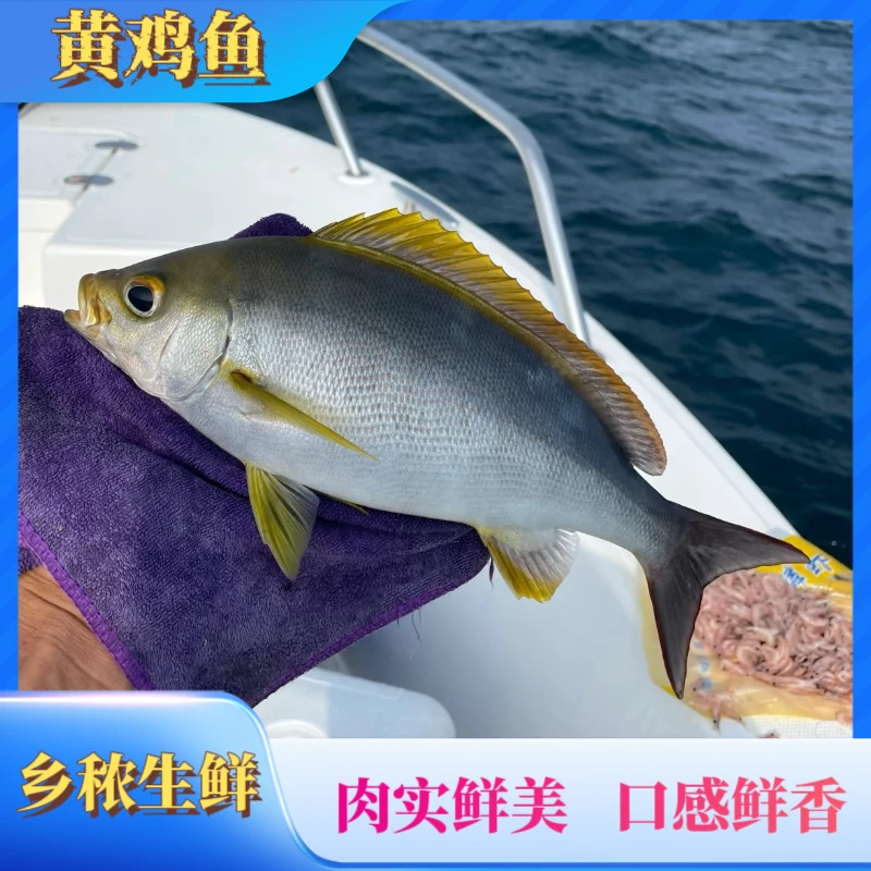 （黄鸡鱼）海南渔民深海捕捞新鲜回港  肉嫩鲜香