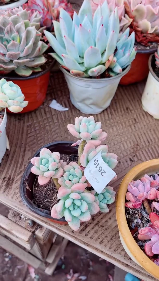 26109多肉植物一物一拍