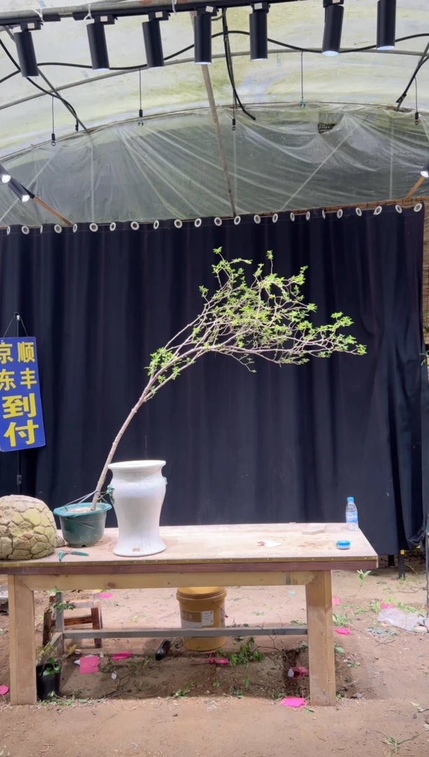 当前无花朵，栽培后可花朵菩****1海岛栀子花