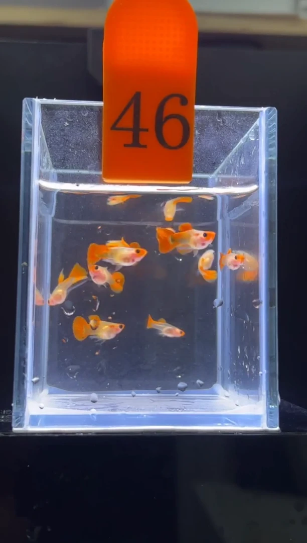 孔雀鱼深海蓝玻璃猫普通体46