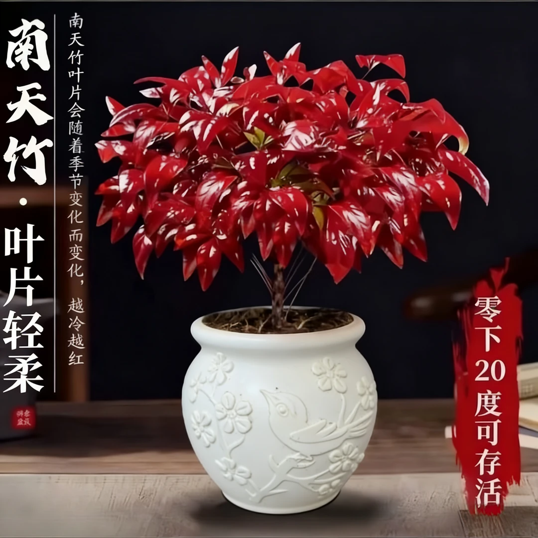 【火焰南天竹】 红天竹耐寒零下20度桌面年宵花卉红叶绿植四季种植