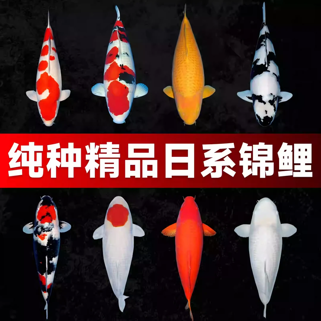 锦鲤鱼苗活体观赏鱼 20-30cm