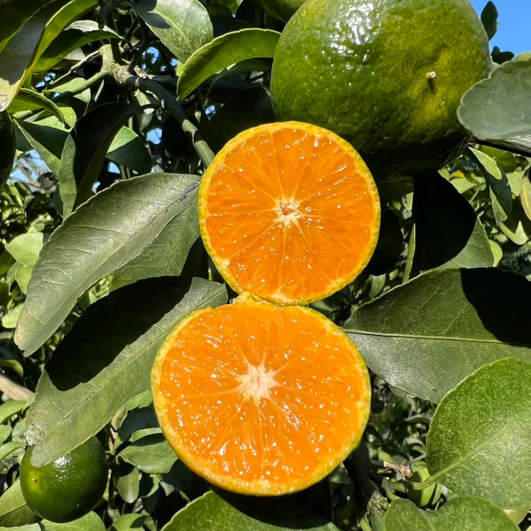 广西清香蜜桔纯甜清香茶橘巴西柑新鲜水果青皮橘青香青龙桔