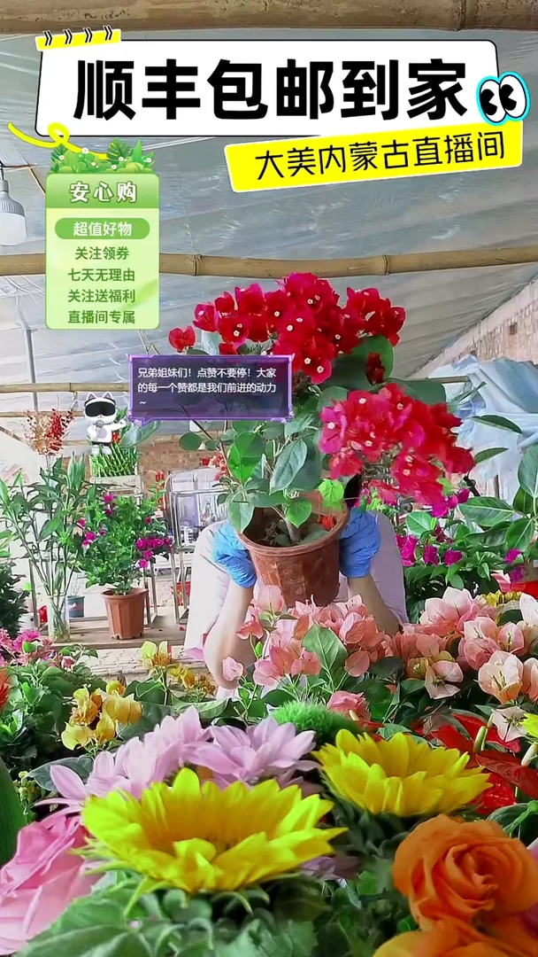 完全开放同安红三角梅