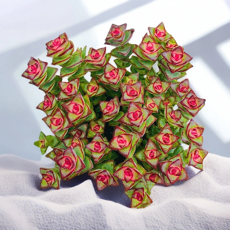 彩虹钱多多可爱多肉植物盆栽花卉室内室外办公桌新手好养盆栽带土