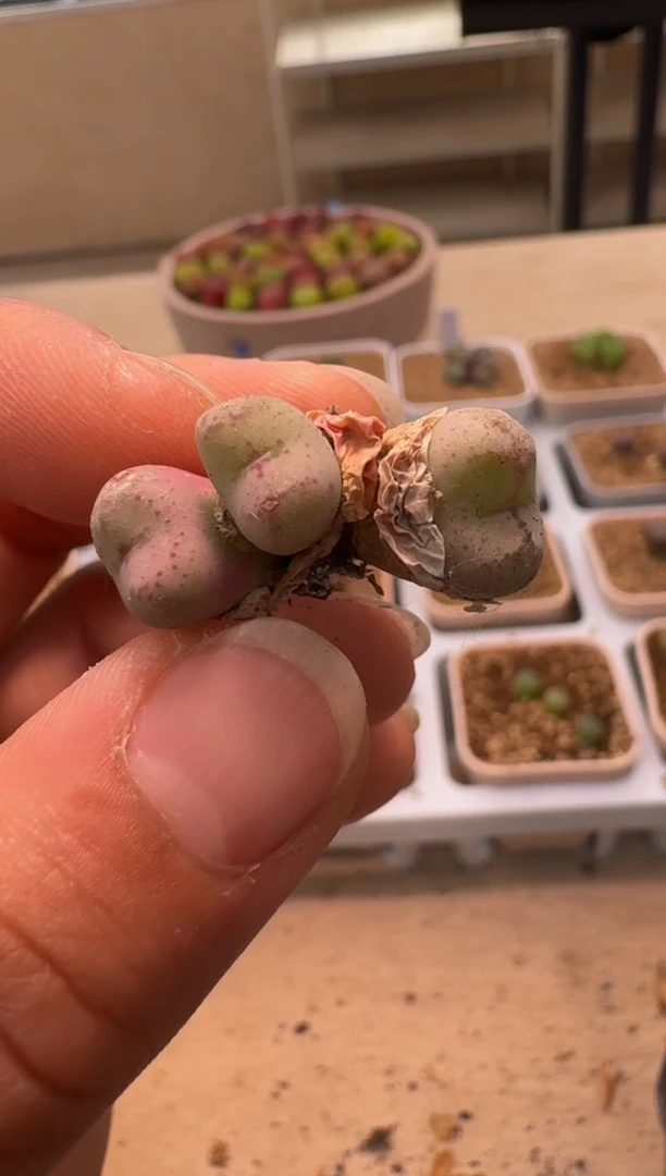 美丽的肉石头-451