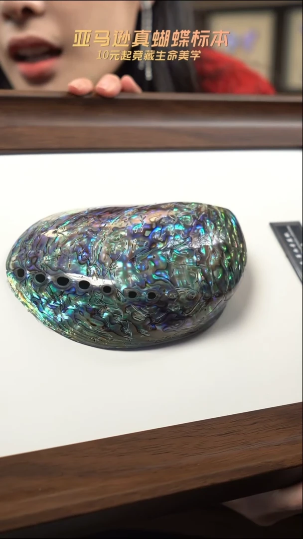 墨西哥蓝鲍标本摆件