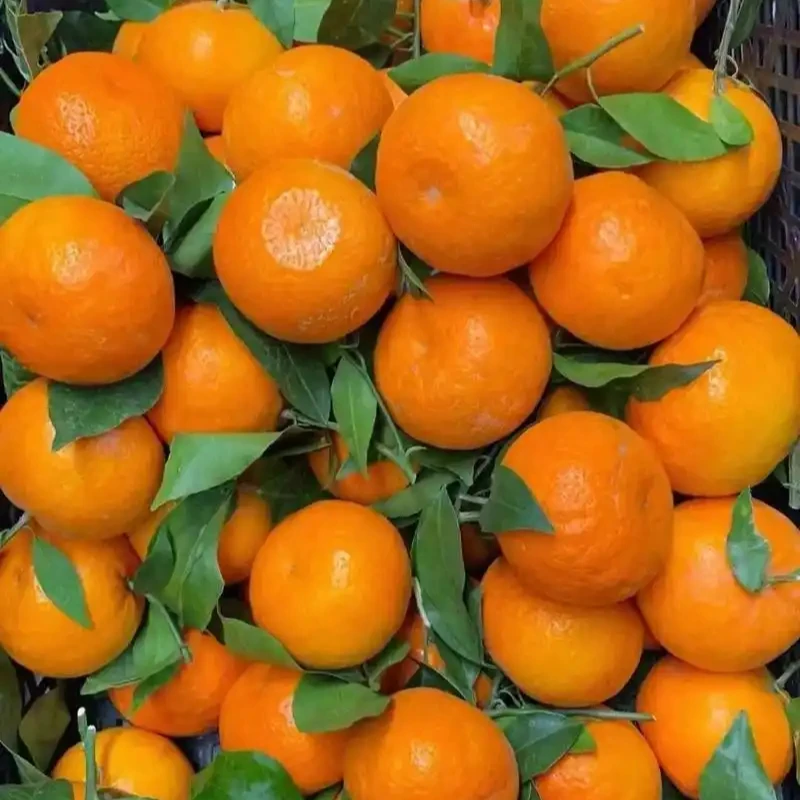 A老树柑自家果园直采新鲜香甜多汁带箱10斤60-90现摘坏果包赔