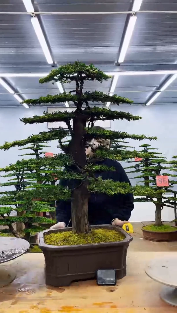 无花朵一物一拍，所见即所得