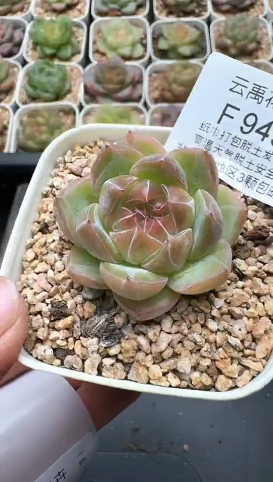 945F云禹多肉植物 默认脱土纸巾打包 3颗包邮